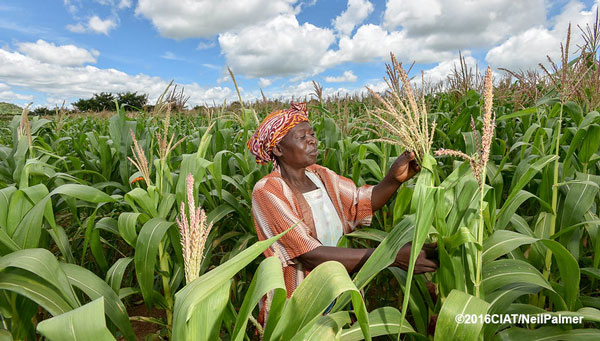 Subsidized seeds and fertilizer lead to higher agricultural yields and incomes